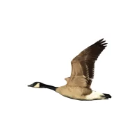 Arlington School District #3